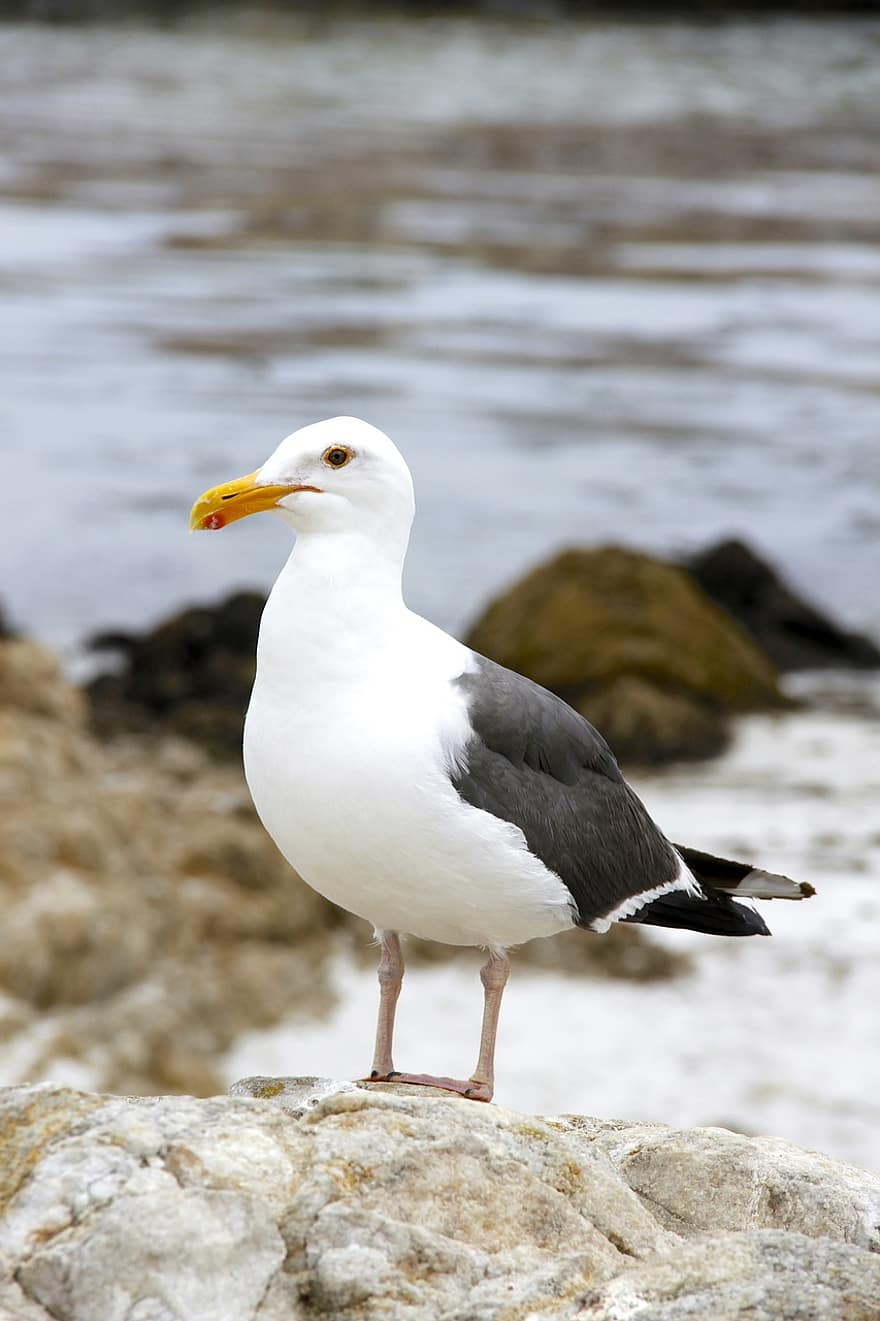 Bird, Seagull, Beak, Feathers, Plumage, Rocks, Coast, Beach, Ocean, Sky, Animal