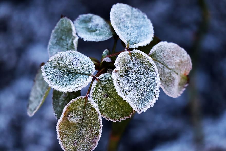 blade, is, rimfrost, Frosset, vinter, kold, isnende, natur, blad, tæt på, frost