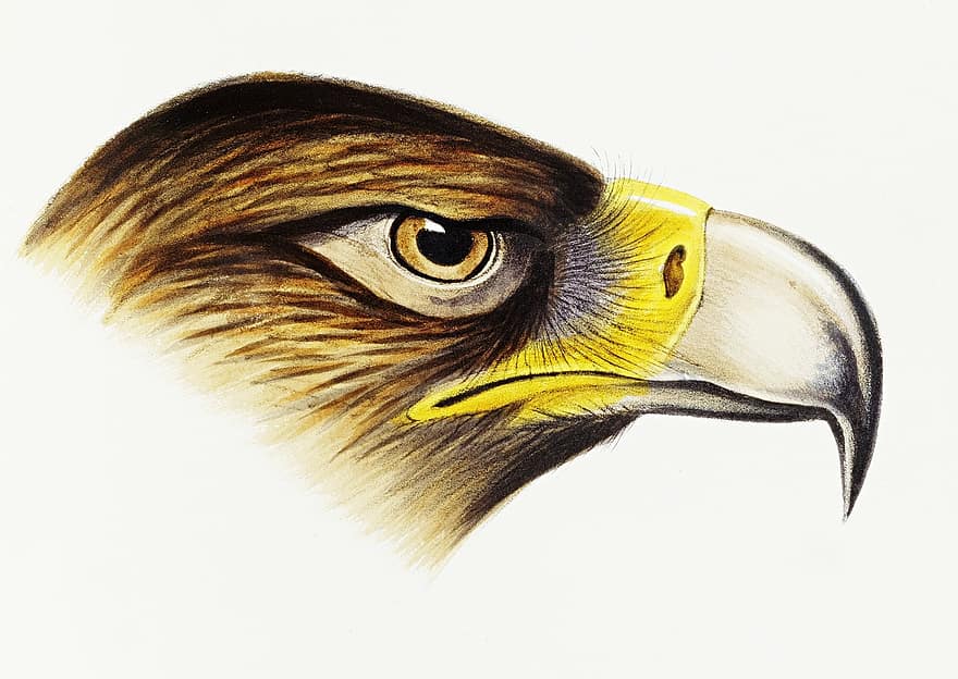 hvit-tailed eagle, Ørn, hode, fugl, raptor, rovfugl, dyr, dyreliv, nebb, regning, skrive ut