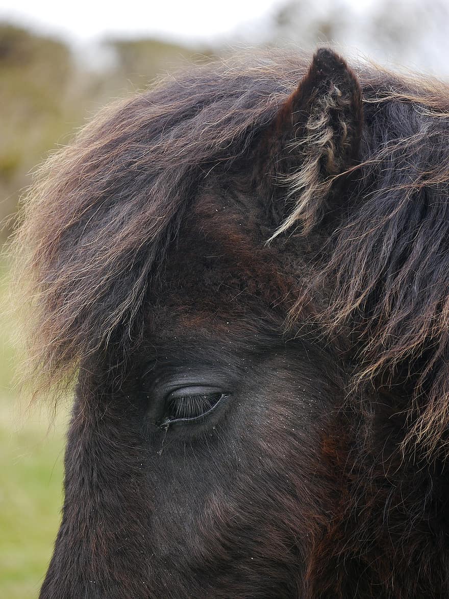 ponny, shetland ponny, gräs, bondgårdsdjur, djur-, häst-, bruka, djurhuvud, häst, närbild, landsbygden scen