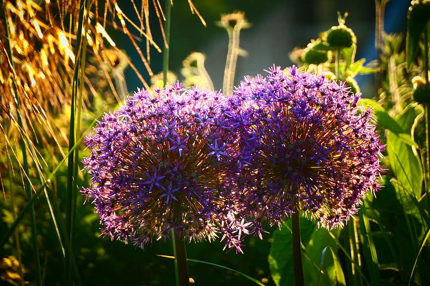 фиолетовые цветы, цветы, гигантский лук, вечер, природа, сад, заход солнца, крупный план, завод, цветок, летом