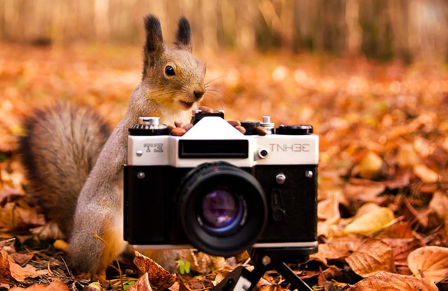eekhoorn, camera, Bos, knaagdier, dier, grafische apparatuur, herfst, schattig, grapher, uitrusting, grafische thema's