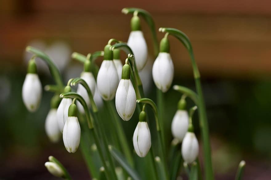 Flowers, Snowdrops, Blossom, Bloom, Plant, Garden, Botany, Petals, Outdoors, Meadow, close-up