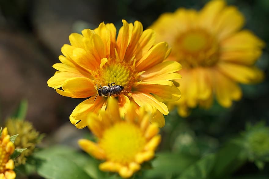 цветя, жълт, насекоми, макро фотография, лято