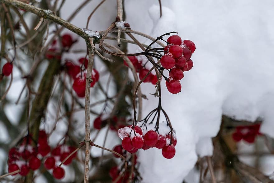фрукты, снег, зима, ветви, веточки, дерево, мороз, холодно, куст, на открытом воздухе, природа