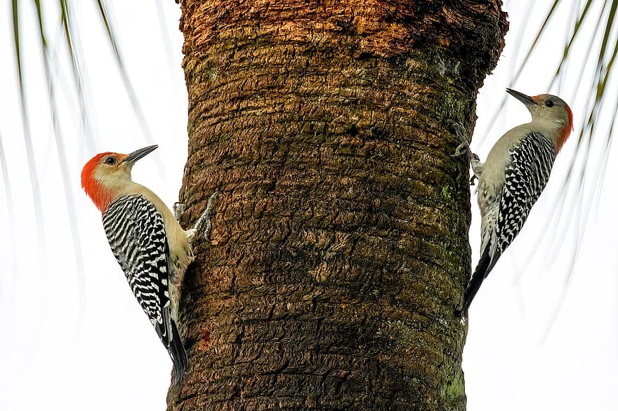Red-bellied Woodpeckers, Birds, Pair, Tree, Trunk, Feathers, Beaks, Plumage, Birdwatching, Palm Tree, Animals