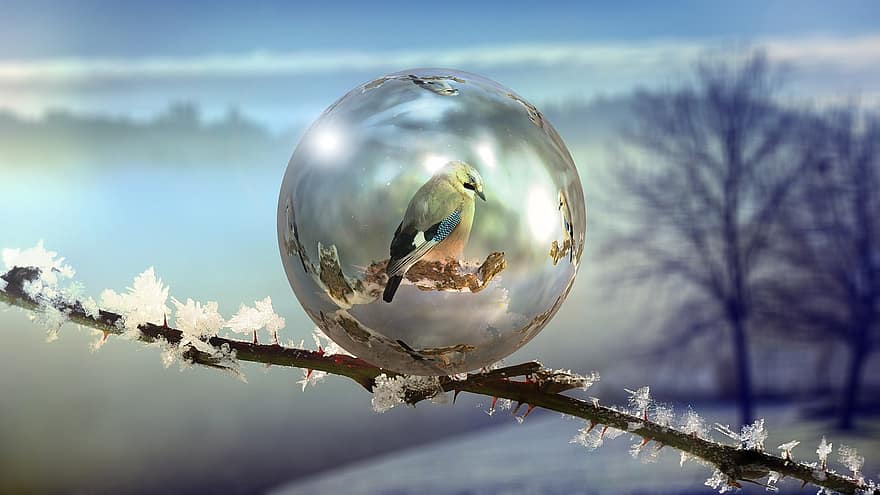 Winter, Soap Bubble, Abstract, Frozen, Wintry, Cold, Ball, Bubble, Frosted, Branch, Aster