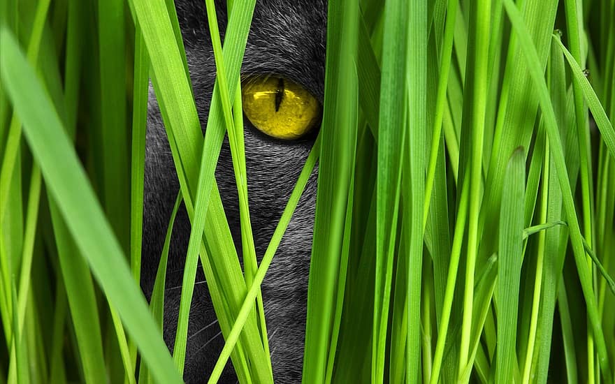 ネコ、眼、草、見る、弁護士の位置、猫の目、潜んでいる、猫顔、好奇心が強い、用心深い、ペット