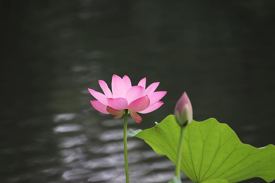 Lotus, Flower, Plant, Bud, Leaf, Water Lily, Petals, Pink Flower, Bloom, Blossom, Aquatic Plant