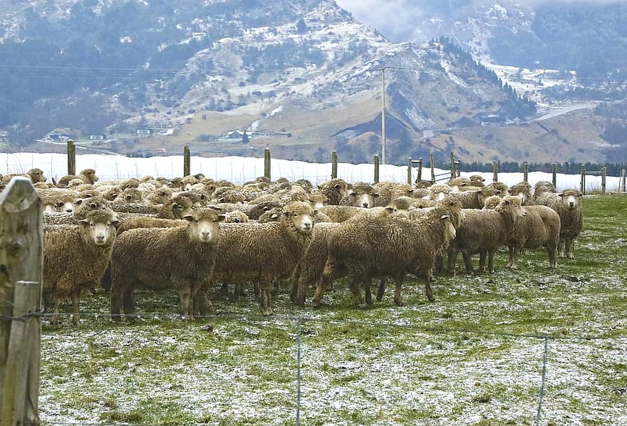 oveja, hierba, invierno, Cordero, lana, animales, agricultura, campo, granja, rebaño, ganado