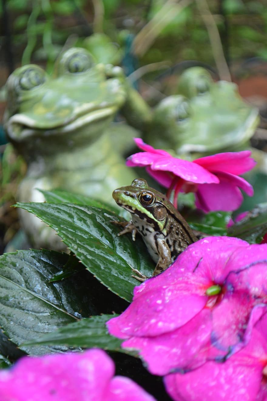 kurbağa, kurbağalar, yeşil, komik, doğa, amfibi, Çiçekler