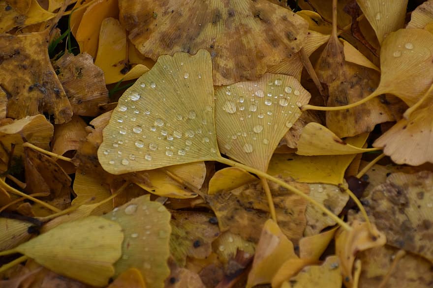 gingko, hojas, otoño, Rocío, mojado, gotas de rocío, seco, hojas secas, hojas de otoño, hojas amarillas, naturaleza