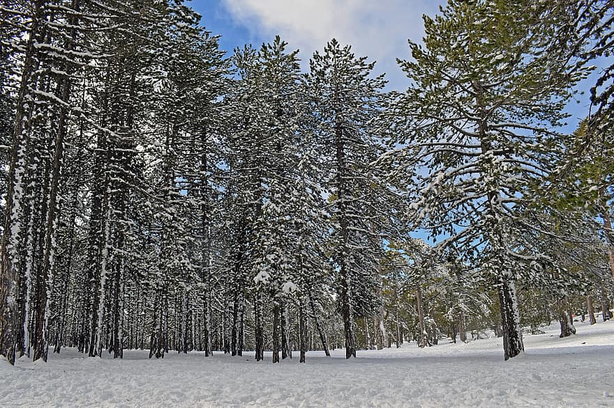 деревья, лес, снег, зима, зимний пейзаж, природа, Троодос