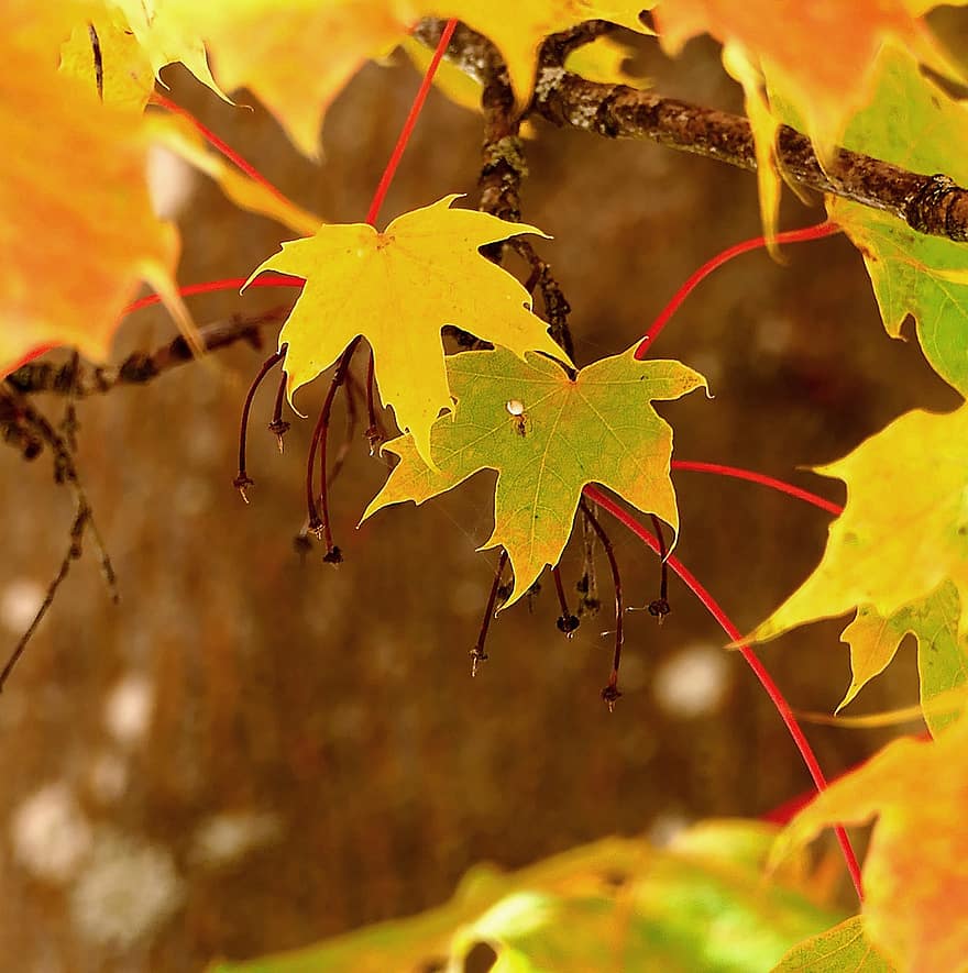 клен, кленові листи, осінь, листя, природи