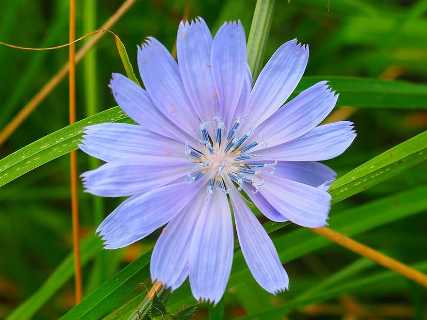 цикорій, квітка, Рослина, блакитна квітка, пелюстки, цвітіння