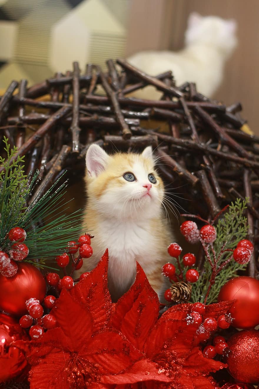 ネコ、ペット、子猫、猫科、動物、クリスマス、毛皮、クリスマスモチーフ、キティ、国内の、飼い猫