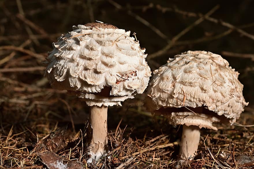 грибы, грибы зонтик, лес, съедобные грибы, Гигантские грибы-зонтики, съедобный, природа