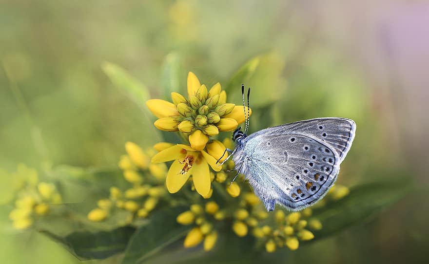 sommerfugl, blomst, knopper, insekt, almindelig blå, vinger, dyr, have, natur, makro, tæt på