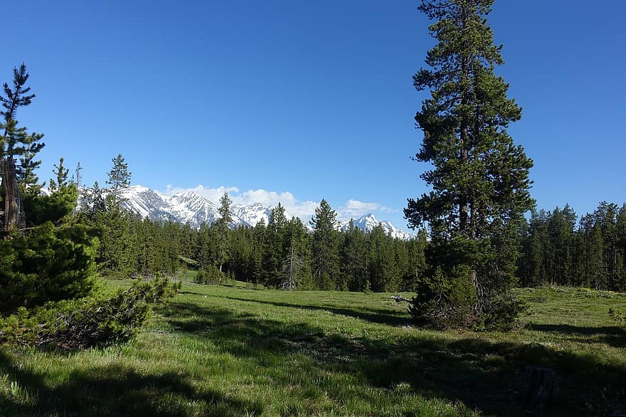 rừng, Dãy Teton, Công viên quốc gia Yellowstone, cây, phong cảnh, wyoming, cây xanh, núi, cỏ, mùa hè, màu xanh lục
