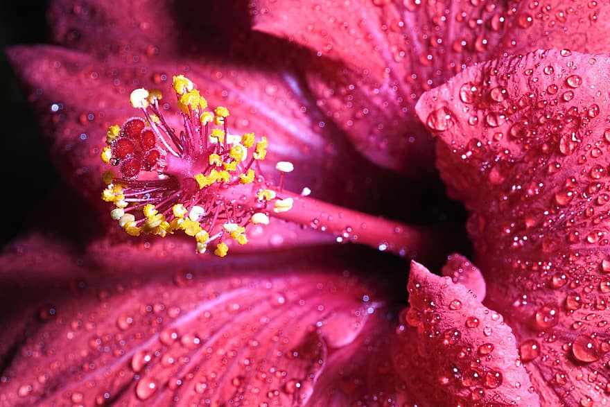 hibiscus, floare, rouă, floare rosie, petale, stamină, pistil, a inflori, picături de rouă, umed, plantă