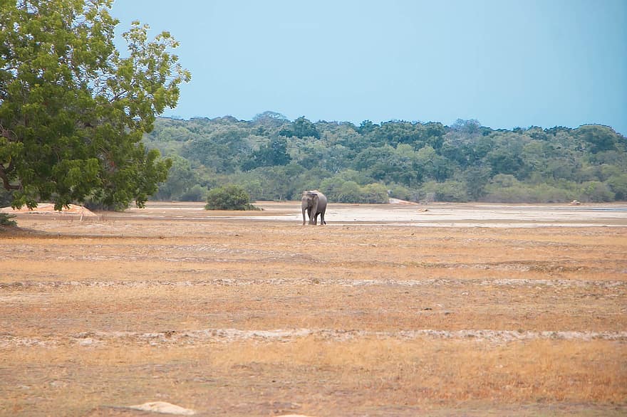 asiatiske elefant, elefant, safari, dyreliv, dyr, pattedyr, natur, Nationalpark, Kumana Nationalpark