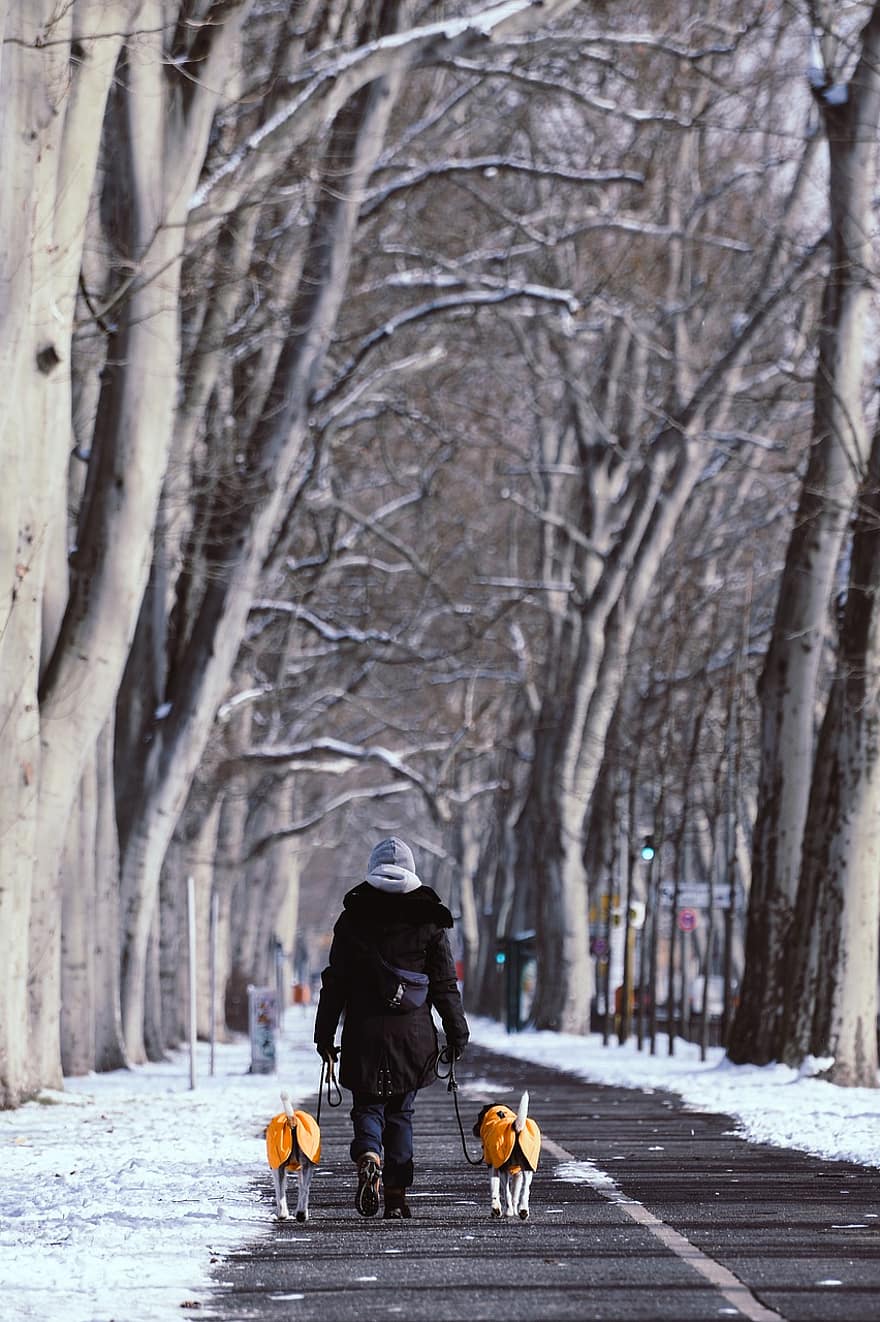 겨울, 산책 개, 개 보행기, 눈, 공원, 개, 나무, 수단, 도로