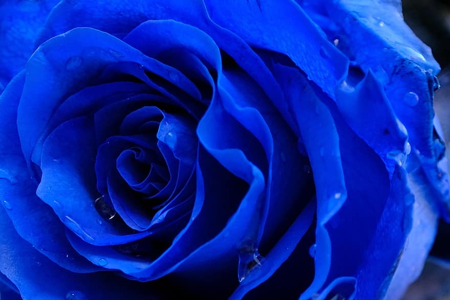 ruusu-, kukka, sininen Ruusu, sininen kukka, terälehdet, sininen terälehti, kukinta, kasvisto, luonto