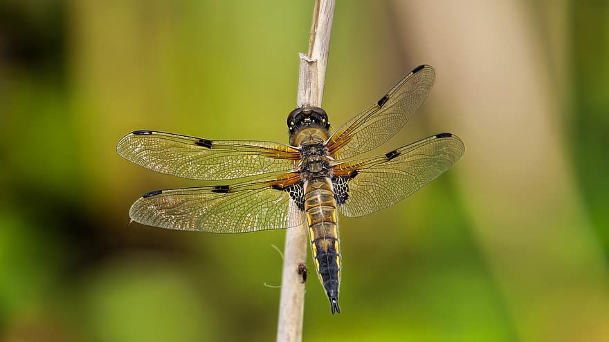 guldsmed, insekt, vinger, dragonfly vinger, anisoptera, odonata, entomologi, winged insekt, fauna, dyr verden, natur