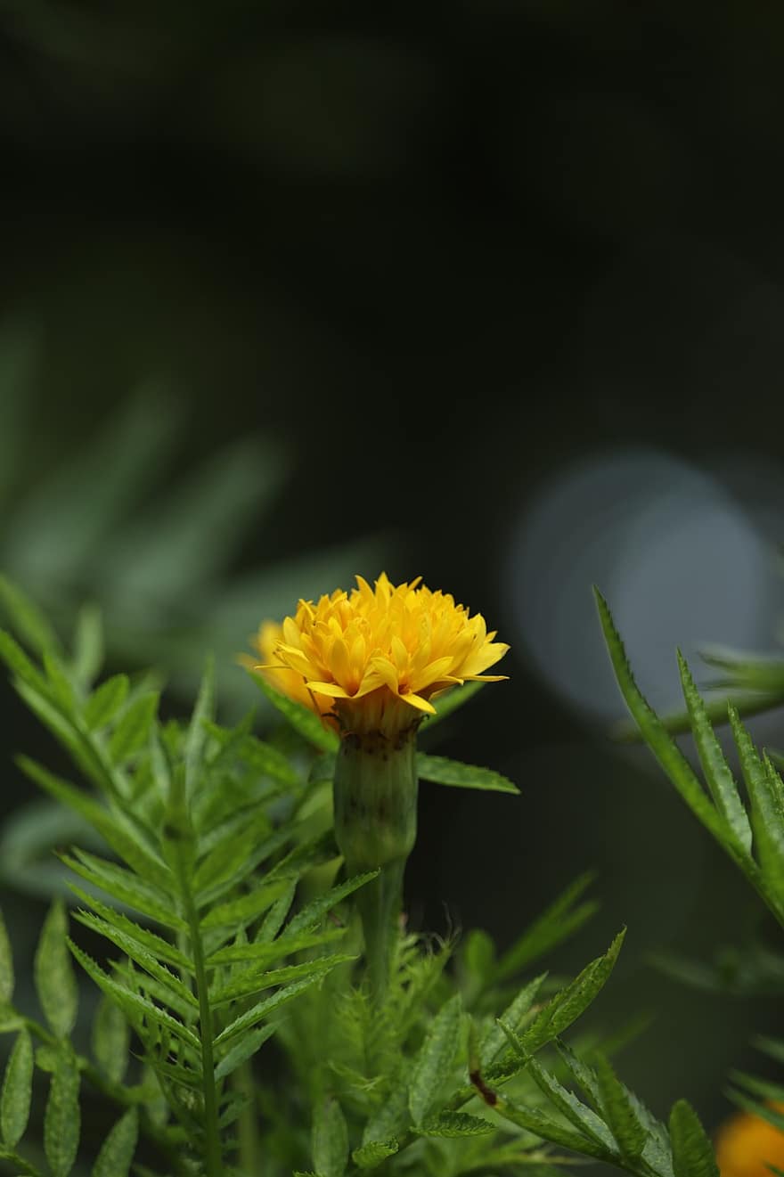 Kerala, Yellow Flower, Green, Leaves, Yellow, Flower, Nature, Colorful, Outdoor, Garden