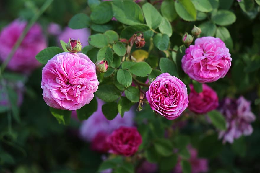 розови рози, храст, цъфтящ, цветя, цветен, храст от рози, цвят, пружина, природа