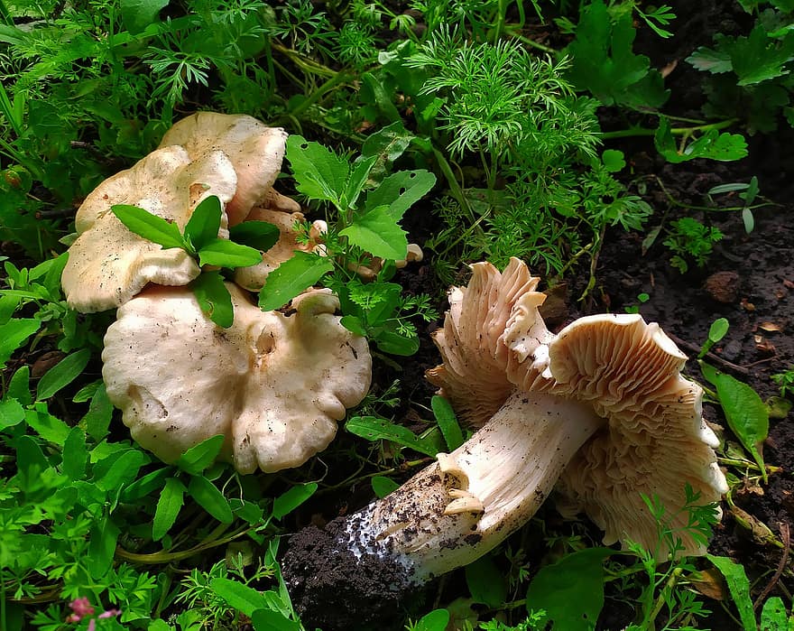 гриби, отруйні гриби, трави, зелений