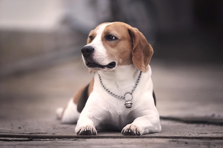 beagle, gos, animals, pura raça