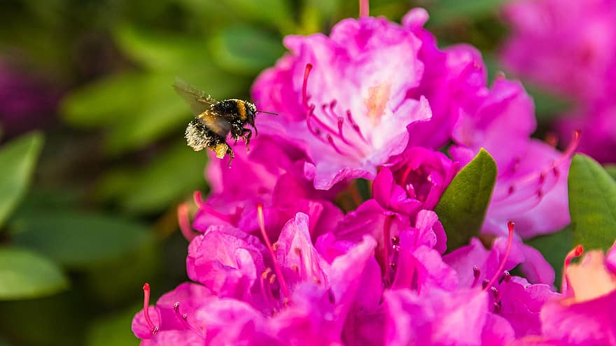 Bumblebee, Insect, Flower, Pollen