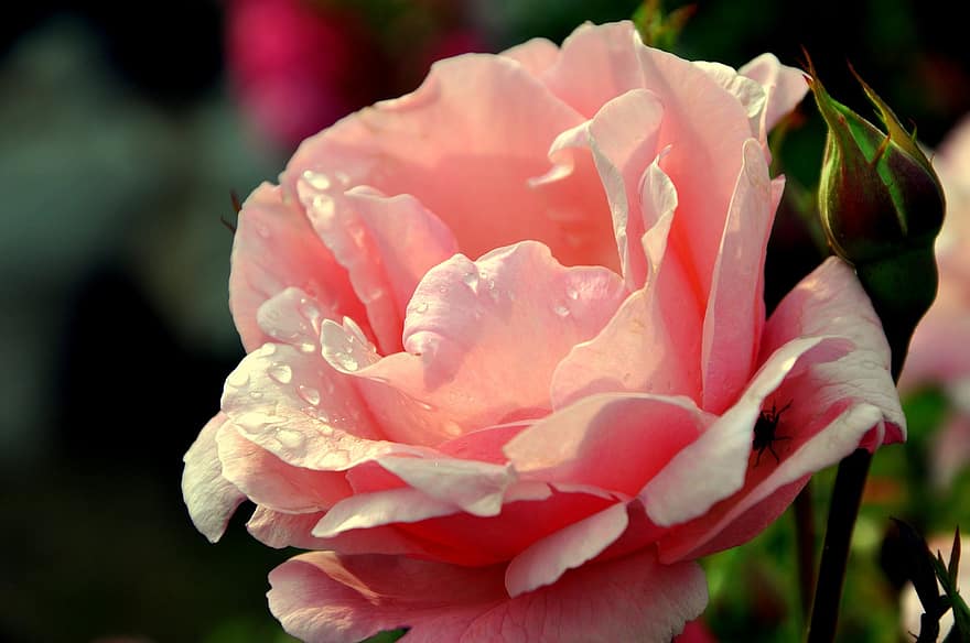 Rose, blomst, dug, våd, dug dråber, pink rose, lyserød blomst, kronblade, knop, flor, natur