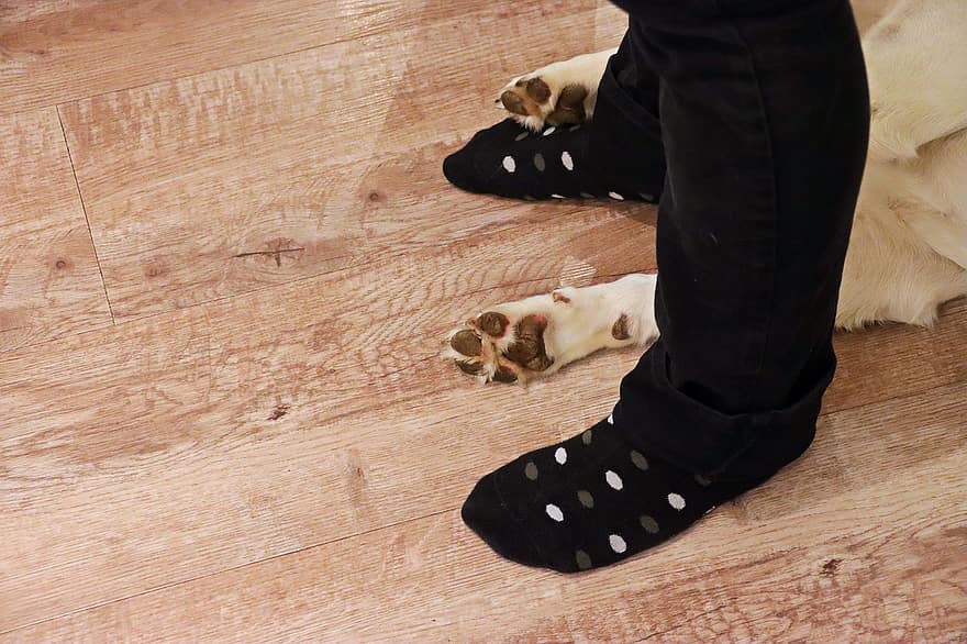 tlapka, Pes, ponožky, domácí zvíře