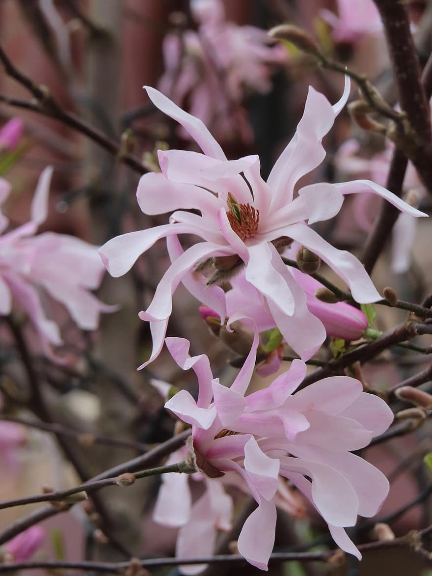 magnolia, estrella magnolia, Flores rosadas, primavera, naturaleza, flores, floración, de cerca, flor, planta, pétalo