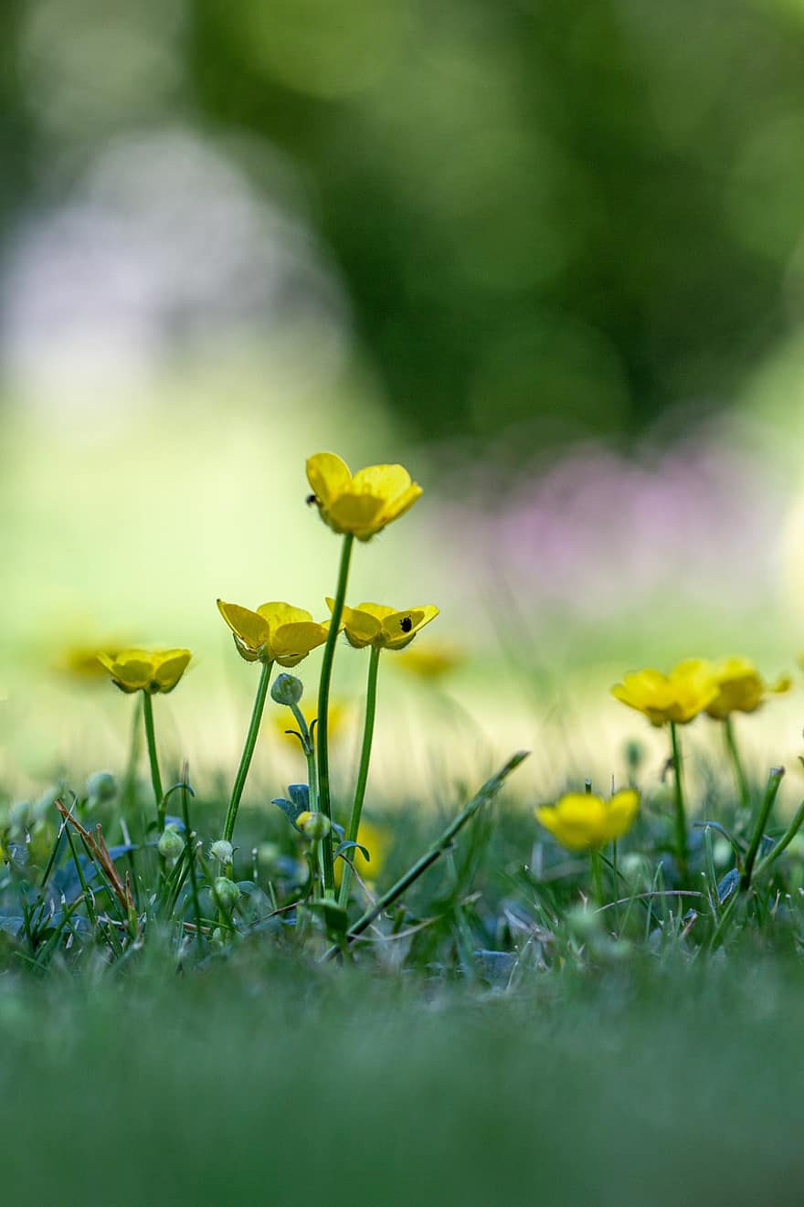 eng buttercup, blomst, ranunculus acris, flora, flor, sommer, gul, forår, grøn farve, plante, tæt på