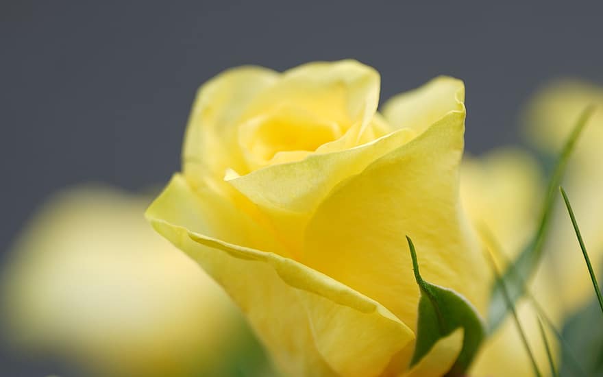 reste sig, gul ros, gul blomma, blomma, rosenblomma, rosebud, trädgård, natur, närbild, kronblad, gul