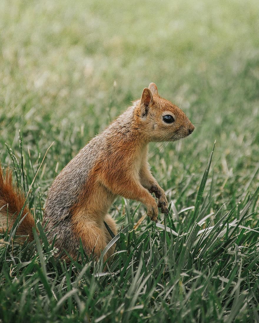 észak-amerikai mókus, mókus, rágcsáló, emlős, állat, vadon élő állatok, aranyos, fű, kicsi, szőrme, egy állat