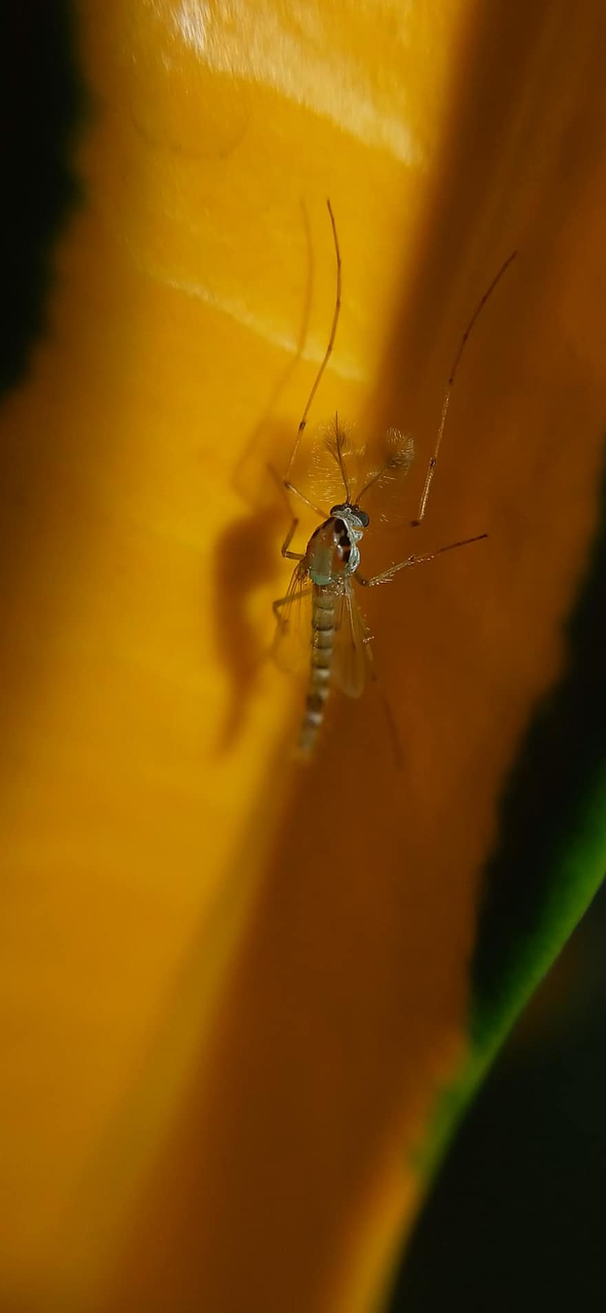 insecte, moustique, entomologie, macro, espèce, Genero Chironomus, Nématocères sous-ordres