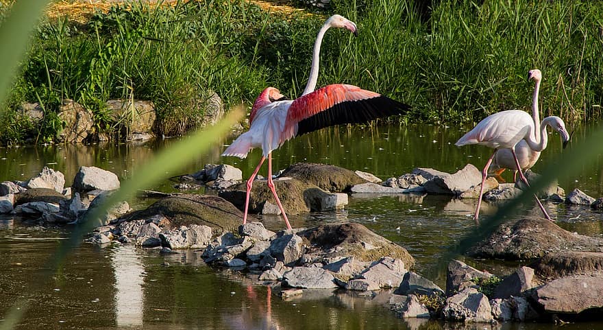 flamingók, madarak, állatok, tollazat, tollak, csőr, számla, hosszú lábú, természet, állati világ, egzotikus