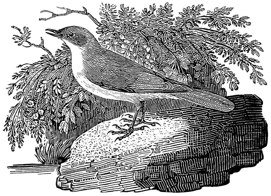 Lesser Whitethroat, fågel, sångare, flyttfågel, fjädrar, uppflugen, perched bird, ritning, teckning, linjekonst, isolerat
