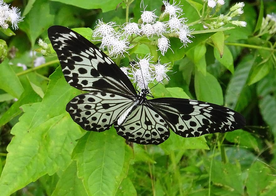 insecto, mariposa, entomología, Ninfa del árbol de Andaman, Idea Agamarschana