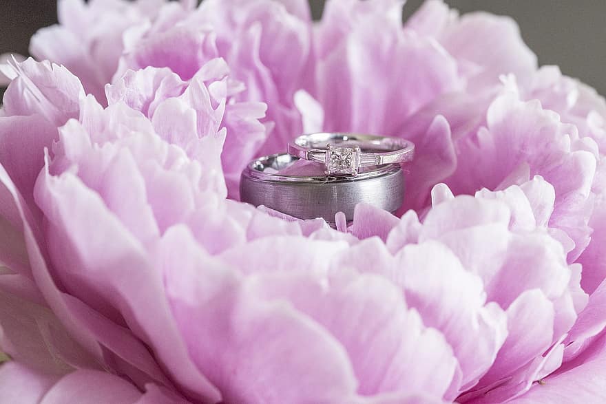 божур, цвете, розов, сватба, пръстен