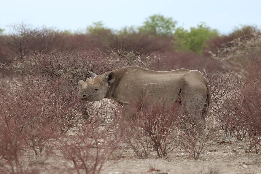rinoceronte, parco nazionale di etosha, namibia, mammifero, natura