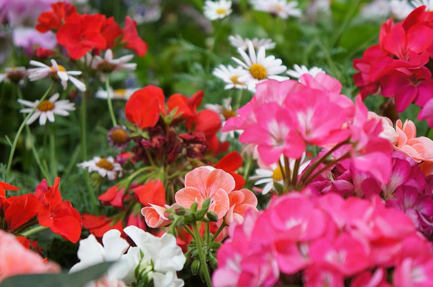 geranium, margaretă, flori, petale, muguri, a inflori, plante, primăvară, grădină, natură