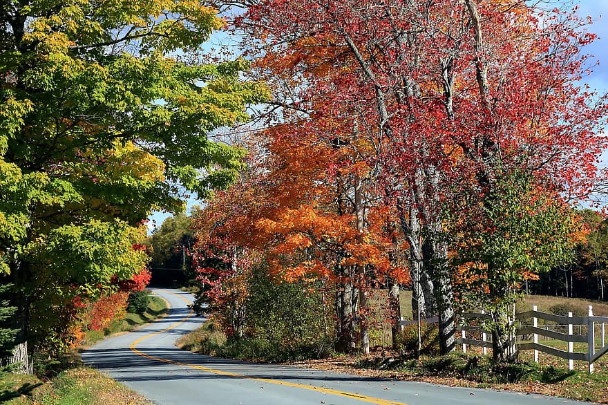 kelias, medžiai, rudenį, ruduo, pobūdį, kelyje, kraštovaizdį, medis, lapai, geltona, sezoną