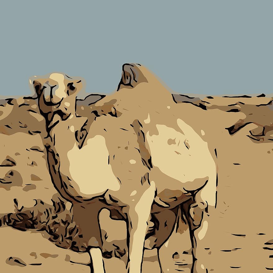 chameau, dessin