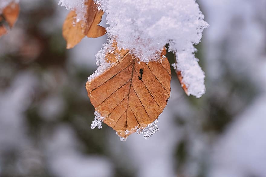 sníh, mráz, list, led, zamrzlý, zimní, ledové krystaly, Studený, hnědý list, větev, strom