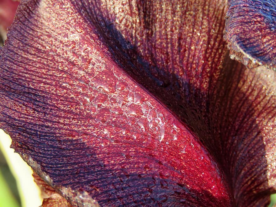 jydske Iris, kronblad, blomst, plante, iris, flor, natur, tæt på, blad, makro, baggrunde